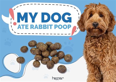 dog ate rabbit poop|More.